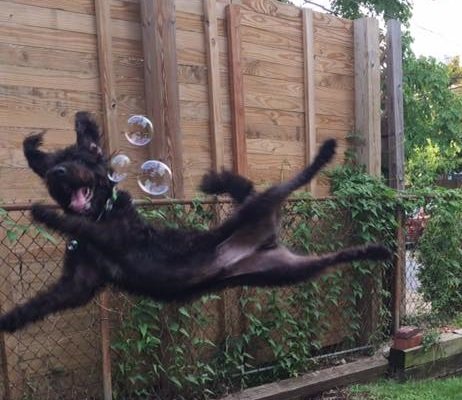 jumping for bubbles