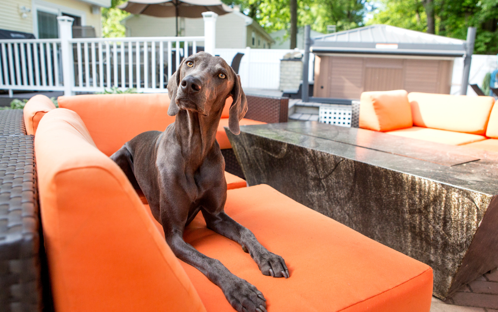 Top 20 Dog-Friendly Patios in St. Louis: Where to Dine Out With Your Pup