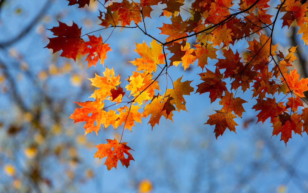 Why Fall Is the Perfect Season to Negotiate Real Estate in St. Louis